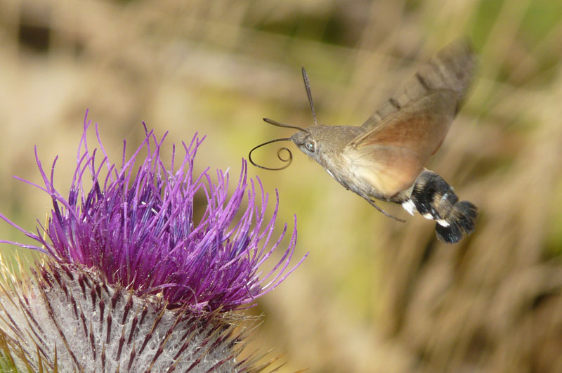 Macroglussum stellatarum, sfinge dagli occhi verdi